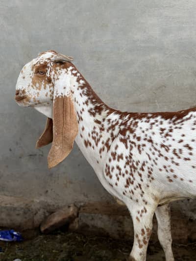 Beetal Bakri for sale pure desi nasli bakri