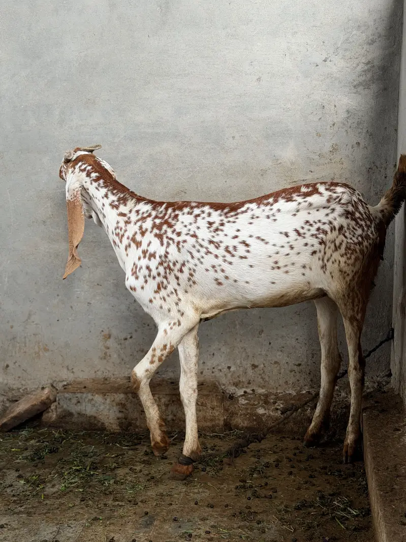 Beetal Bakri for sale pure desi nasli bakri — photo 2
