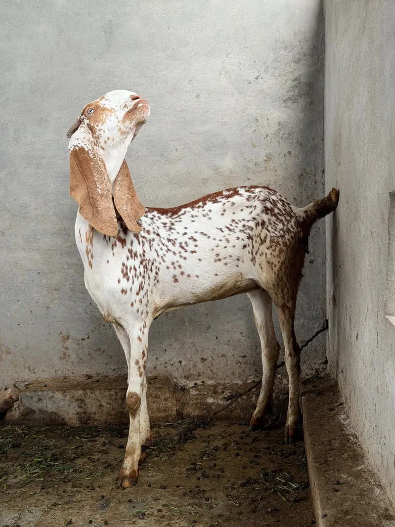 Beetal Bakri for sale pure desi nasli bakri — photo 3