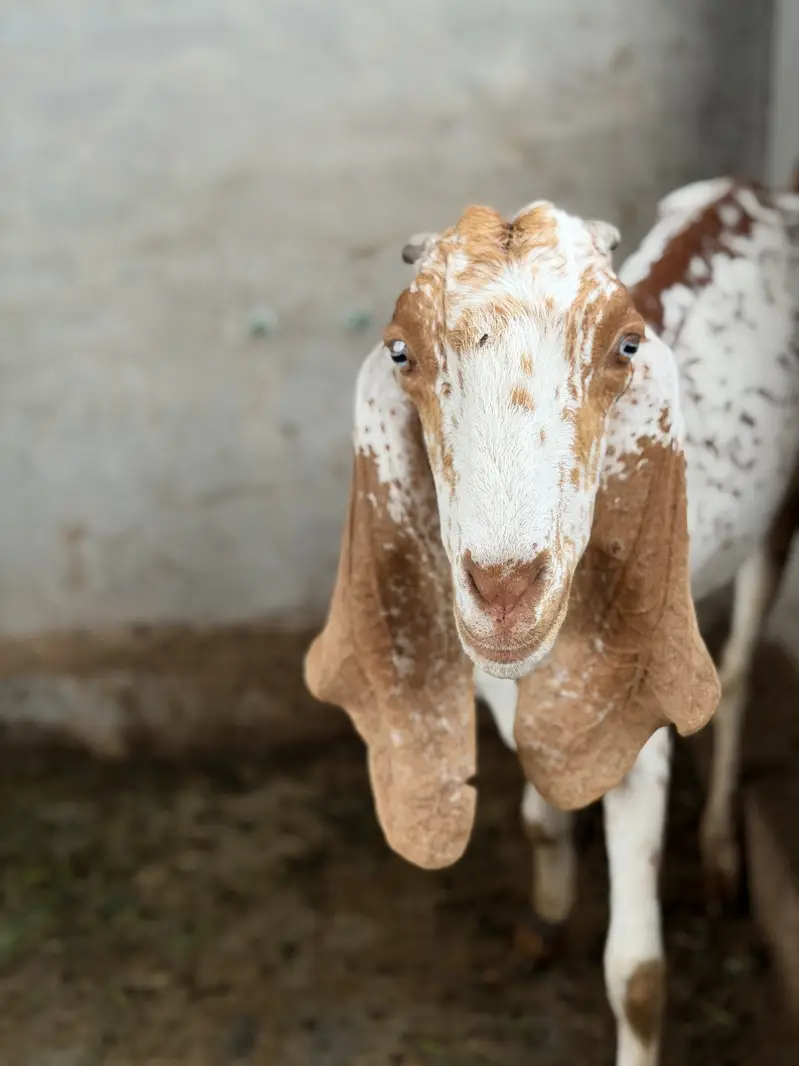 Beetal Bakri for sale pure desi nasli bakri — photo 4