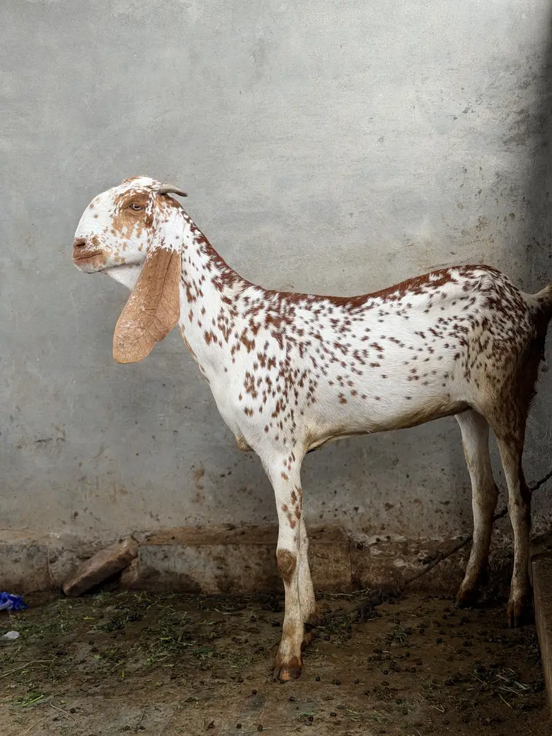 Beetal Bakri for sale pure desi nasli bakri — photo 5