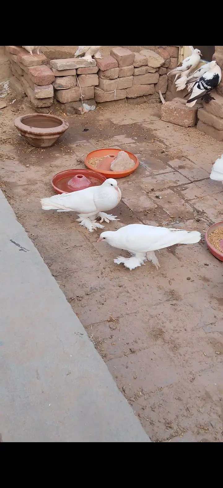 pegion urgent sale — photo 5