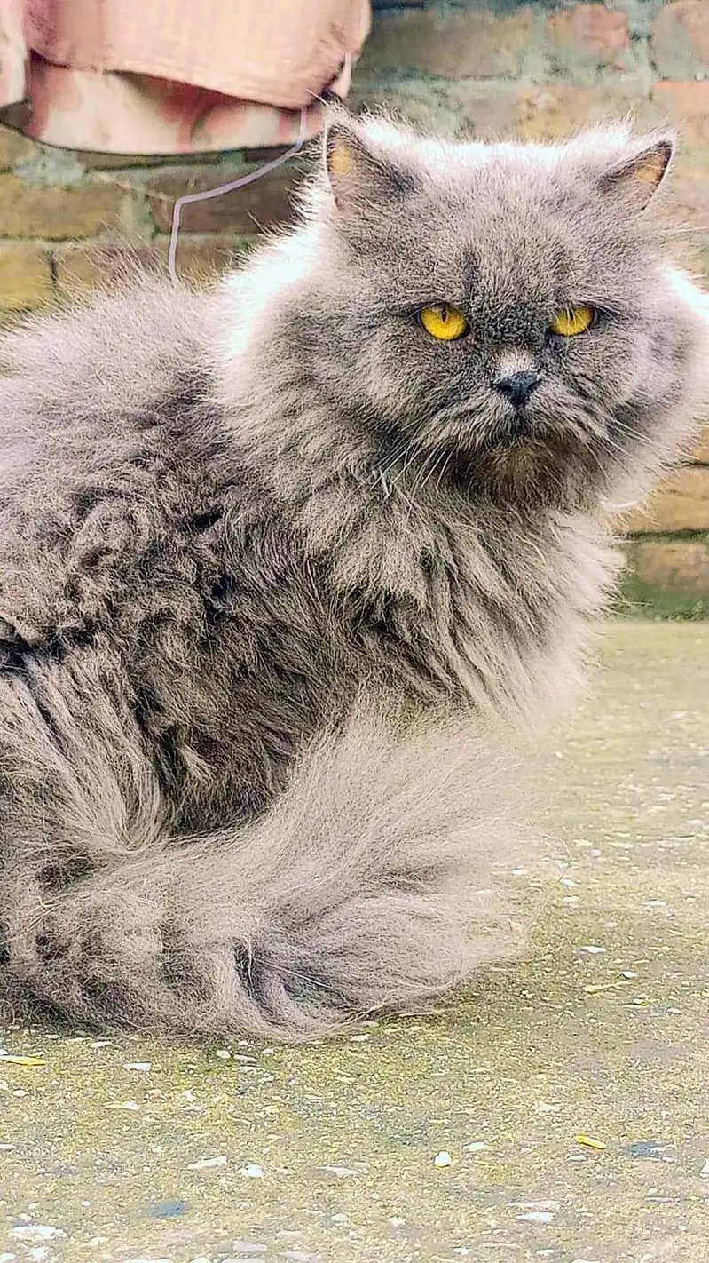 cats cats — photo 3
