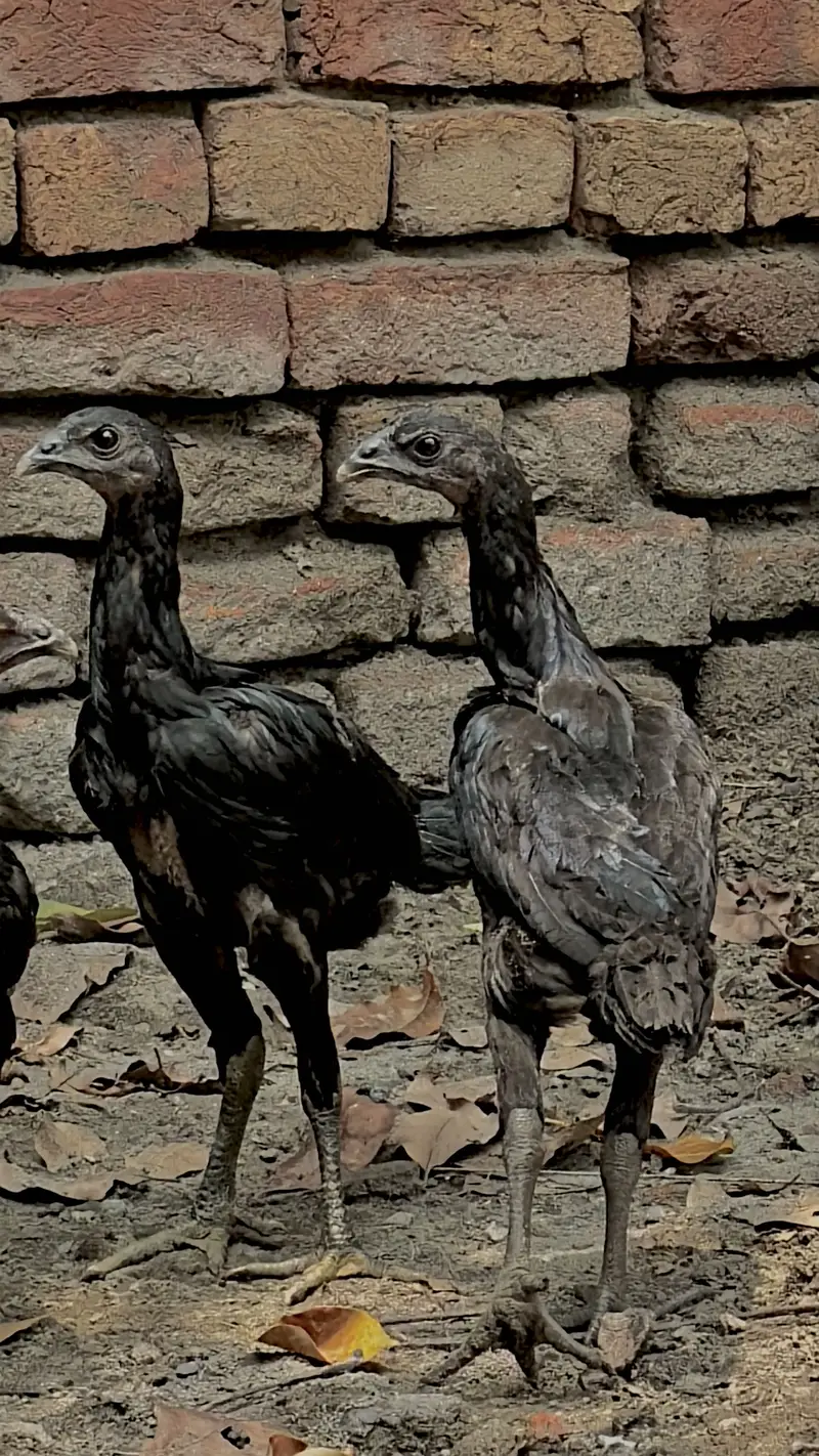 Black Dragon or Thai pathy Aseel — photo 2