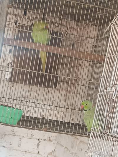green parrot breeder pair and white chick and raw chick