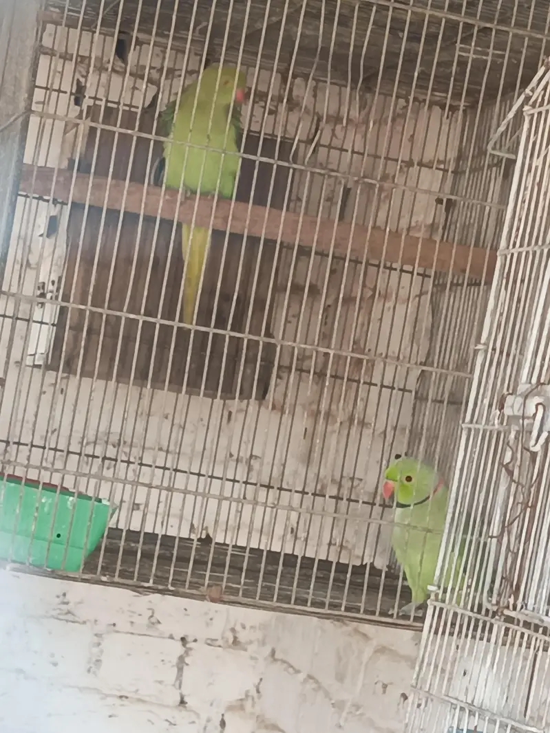 green parrot breeder pair and white chick and raw chick — photo 2