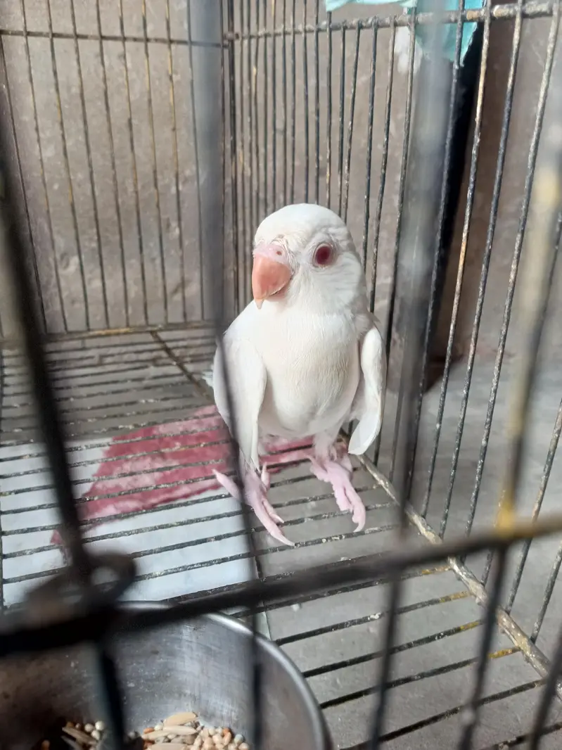 green parrot breeder pair and white chick and raw chick — photo 3