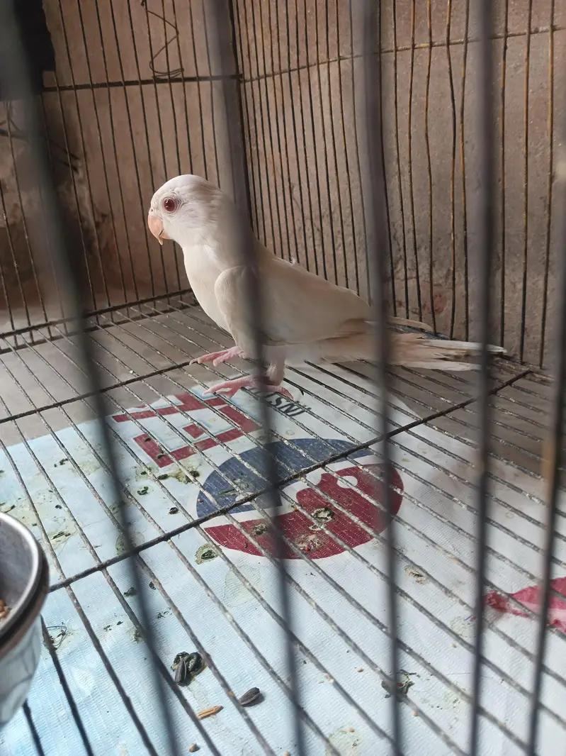 green parrot breeder pair and white chick and raw chick — photo 4