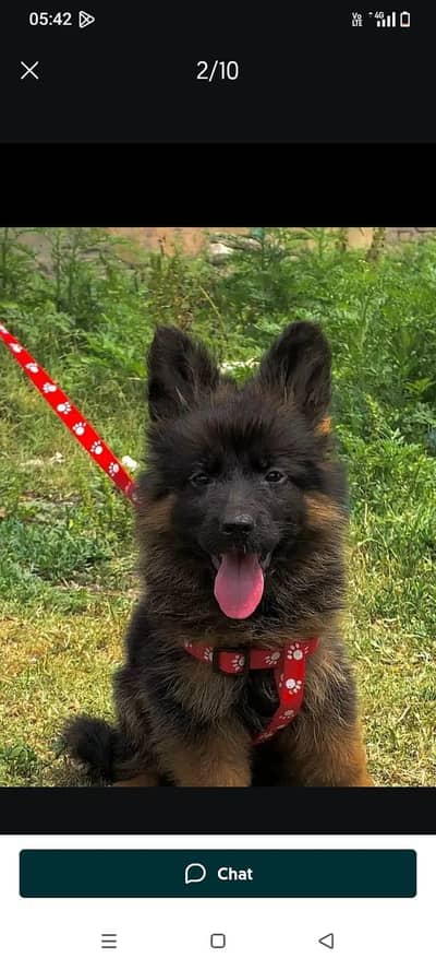 gsd pedigree non pedigree available