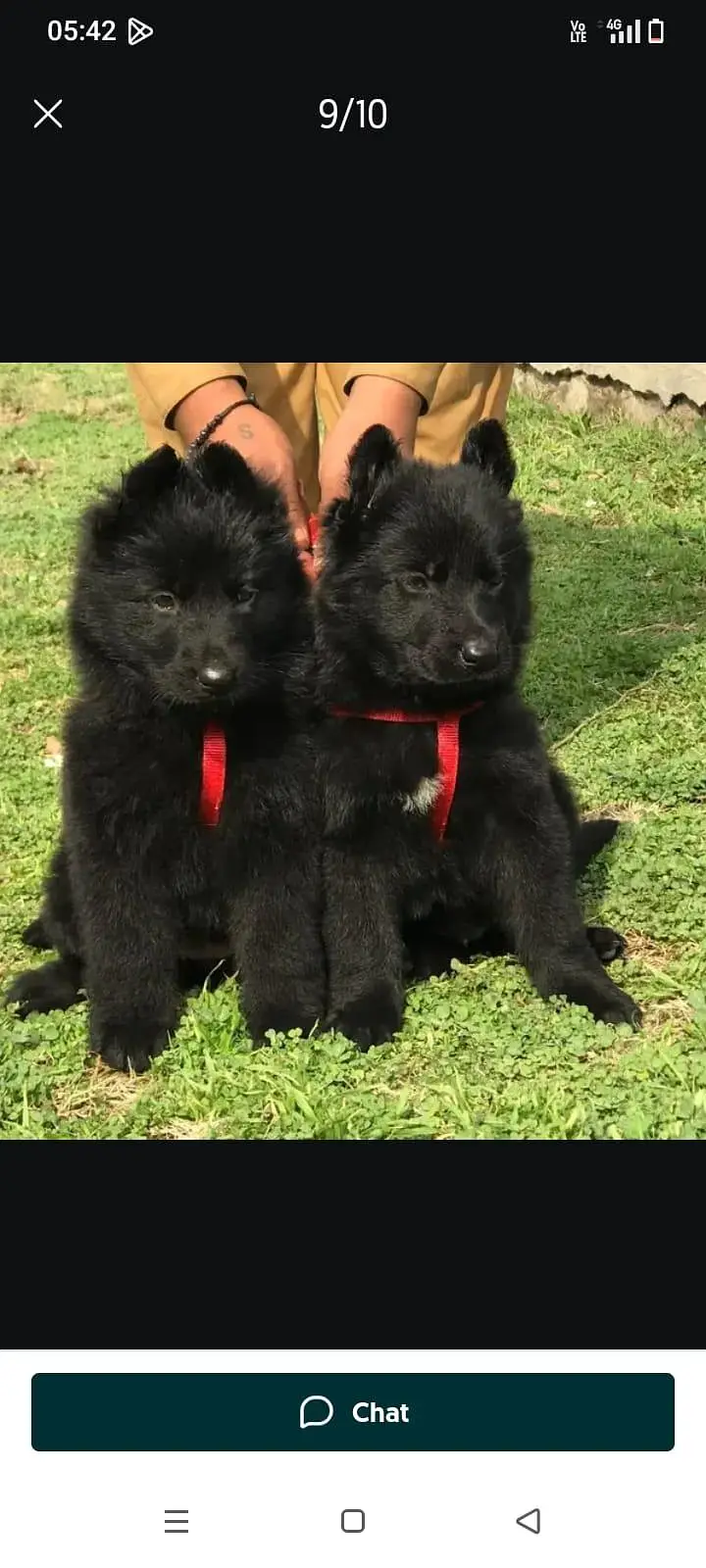 gsd pedigree non pedigree available — photo 2