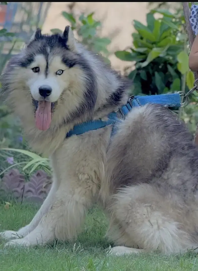 gsd pedigree non pedigree available — photo 3