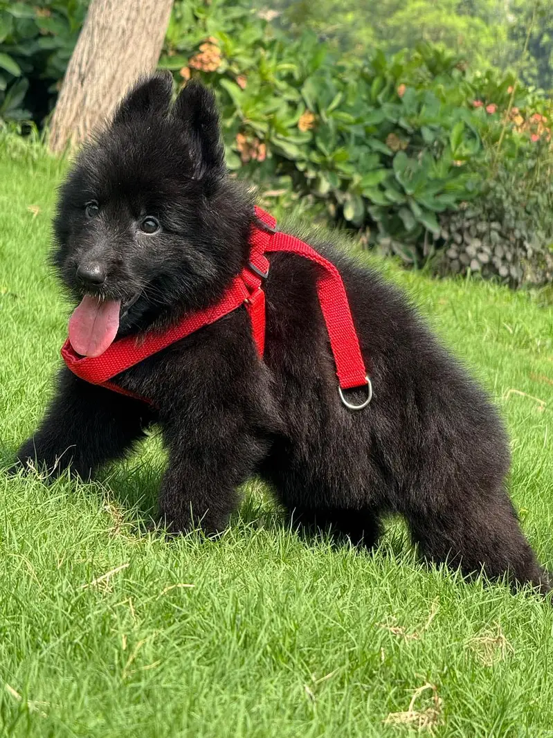 gsd pedigree non pedigree available — photo 5