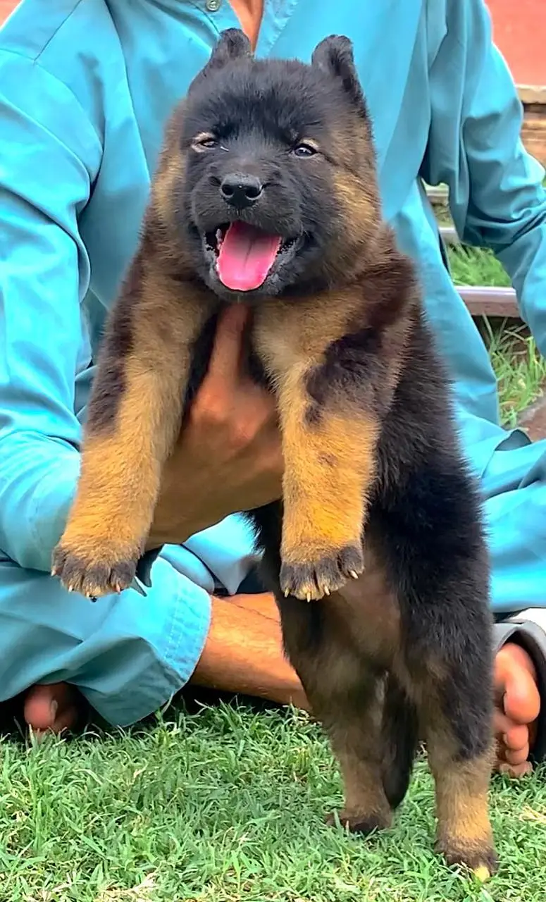 gsd pedigree non pedigree available — photo 6
