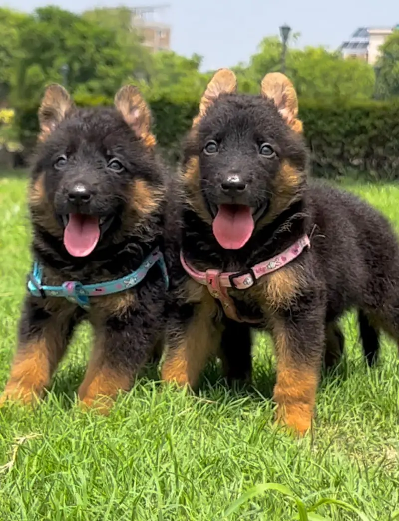 gsd pedigree non pedigree available — photo 7