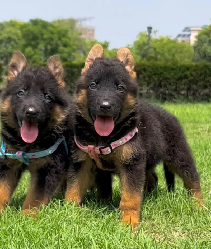 gsd pedigree non pedigree available — photo 8