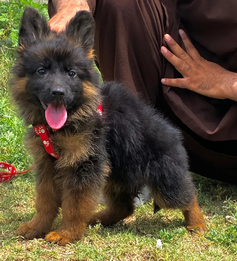 gsd pedigree non pedigree available — photo 10