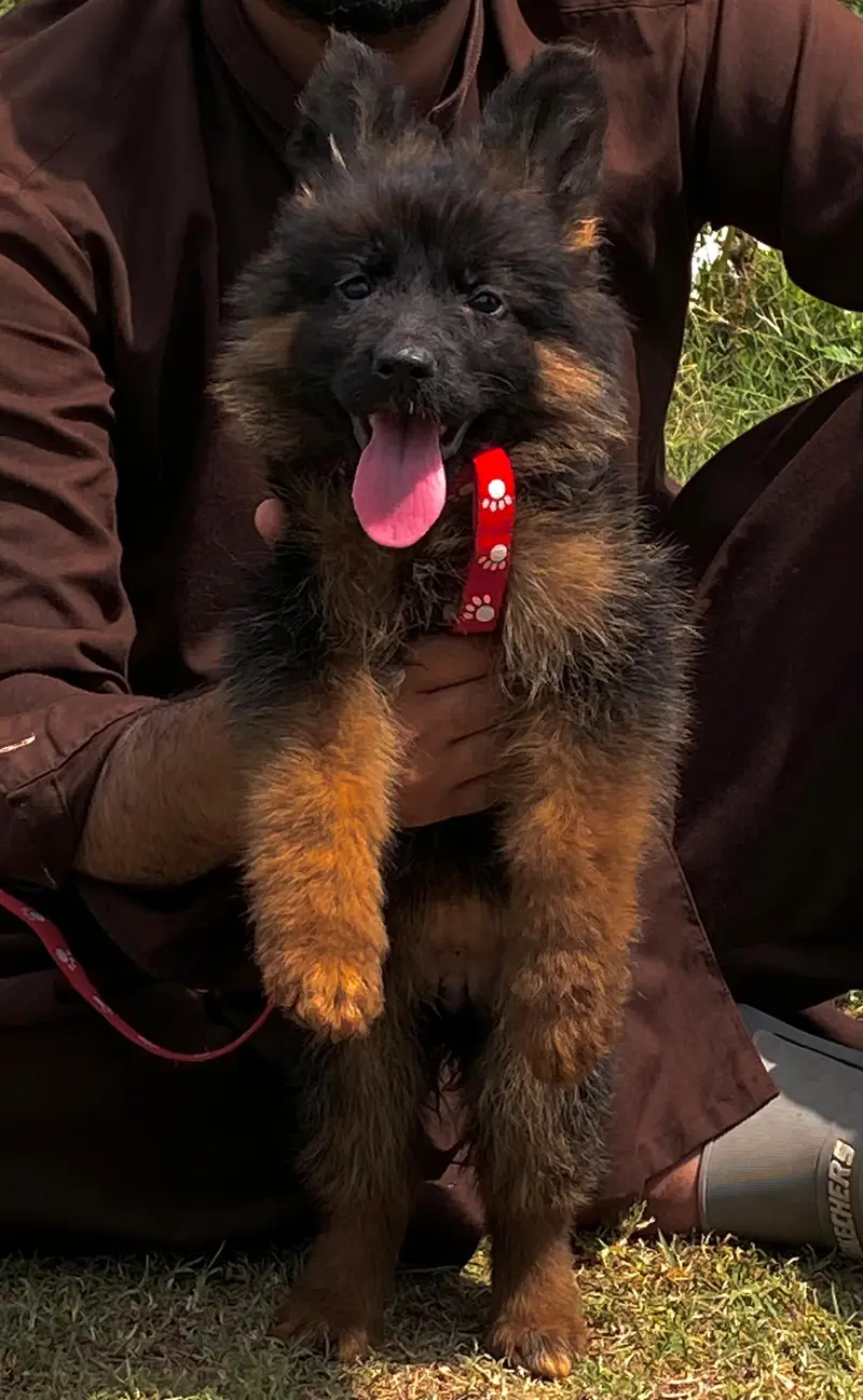 gsd pedigree non pedigree available — photo 11