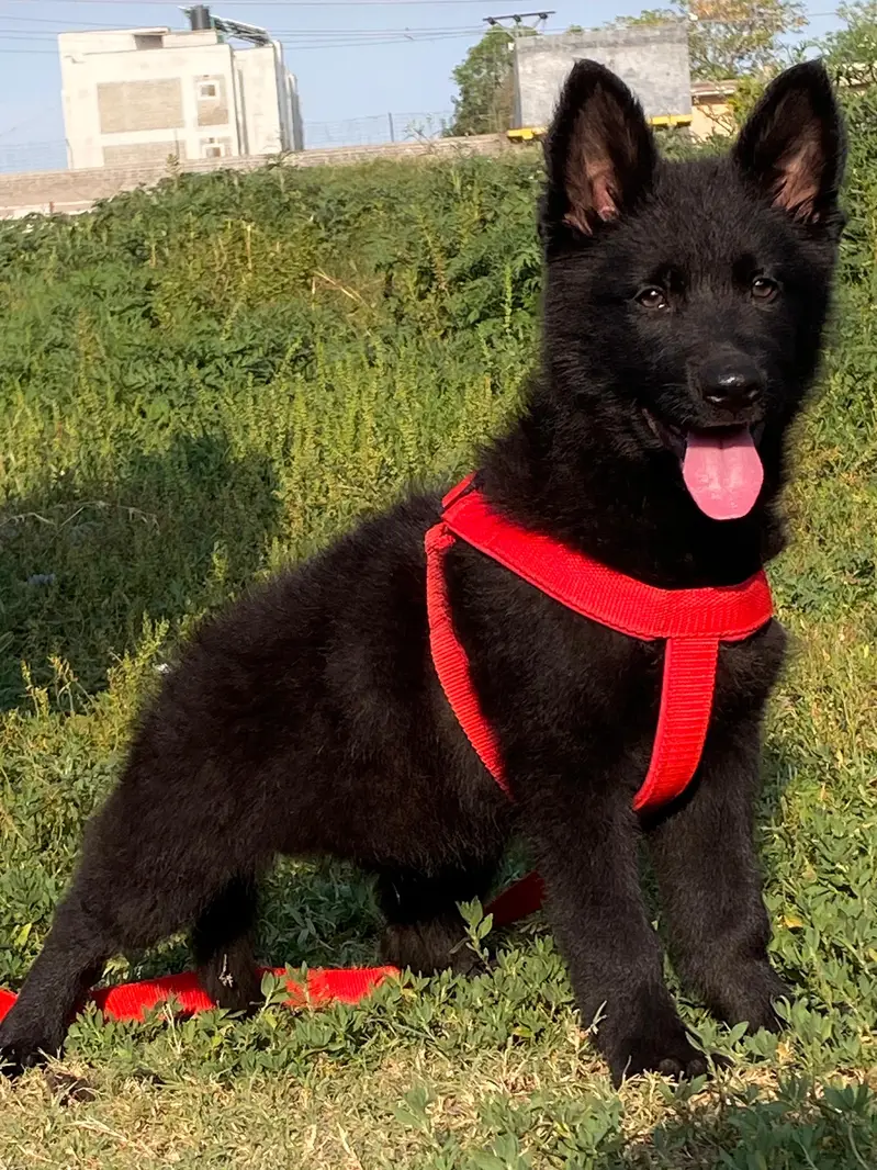 gsd pedigree non pedigree available — photo 12