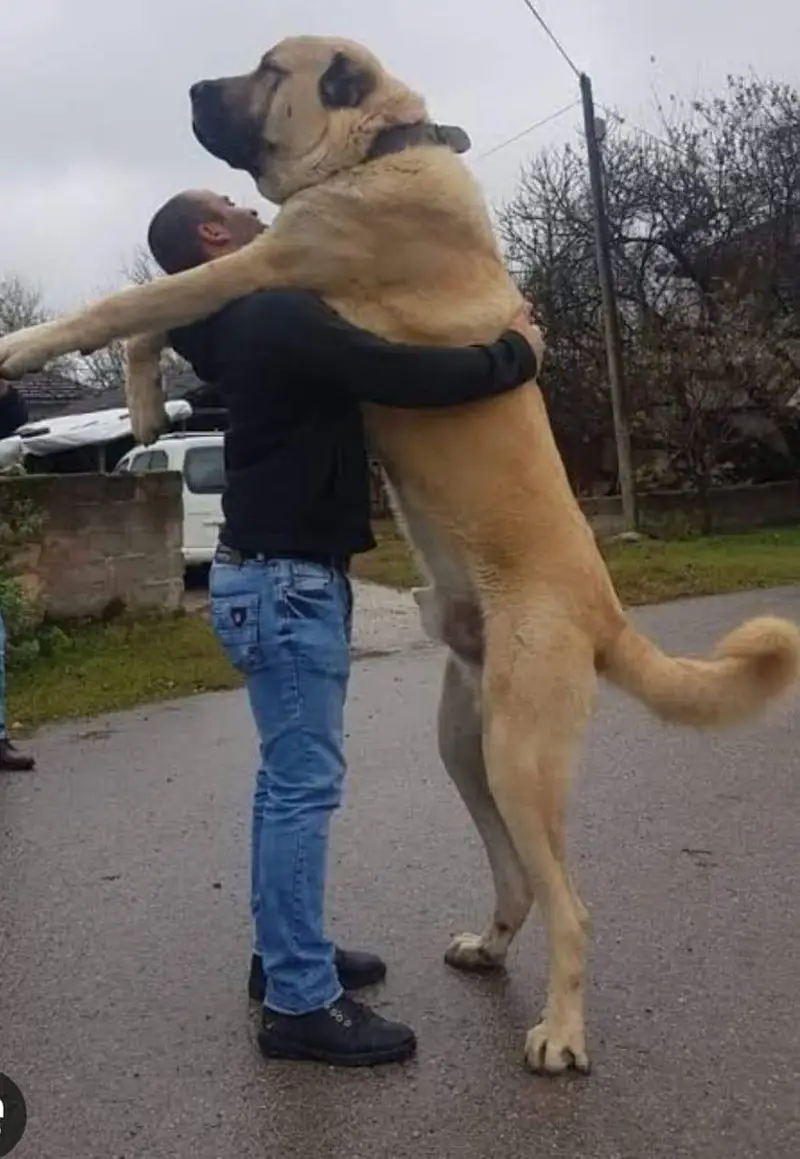 Pure Turkish Kangal Puppies | imported | Premium Quality — photo 2