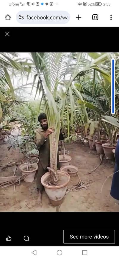 coconut tree for sale