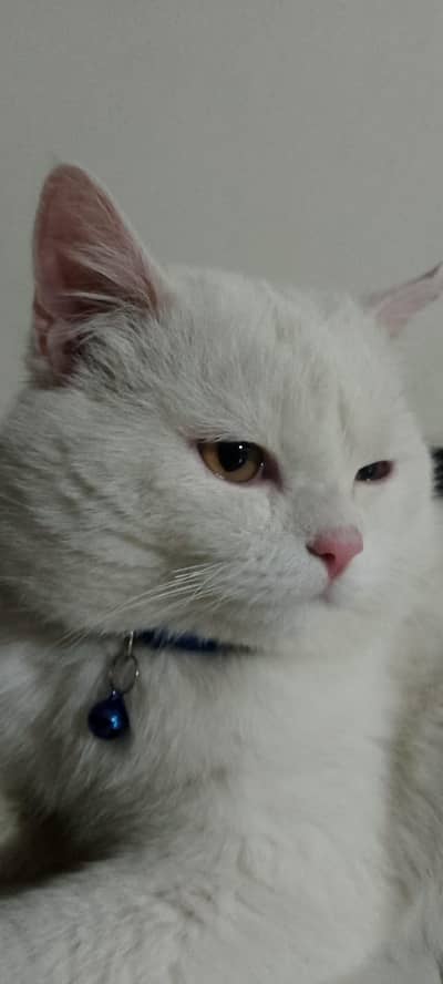 White Persian cat for sale