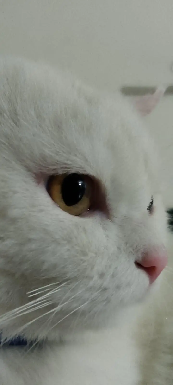 White Persian cat for sale — photo 2