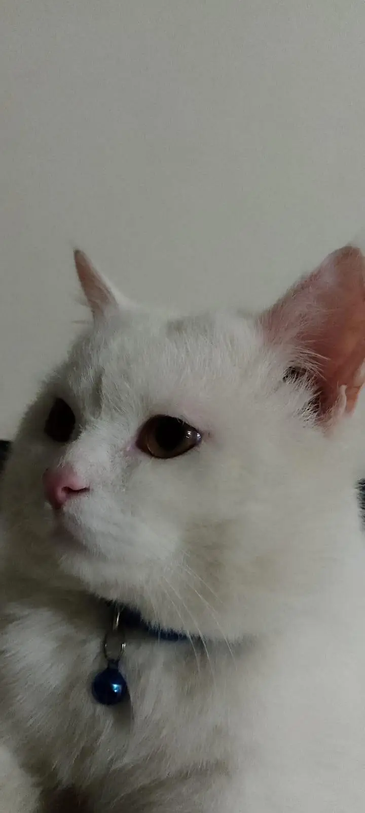 White Persian cat for sale — photo 3