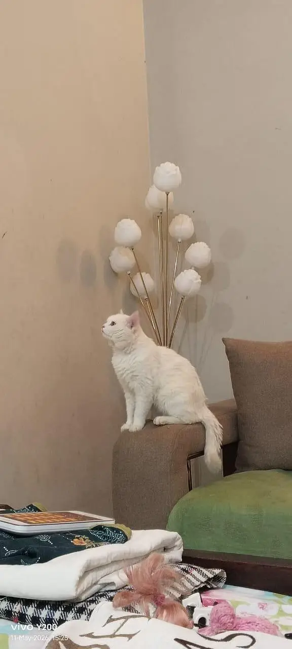 White Persian cat for sale — photo 4