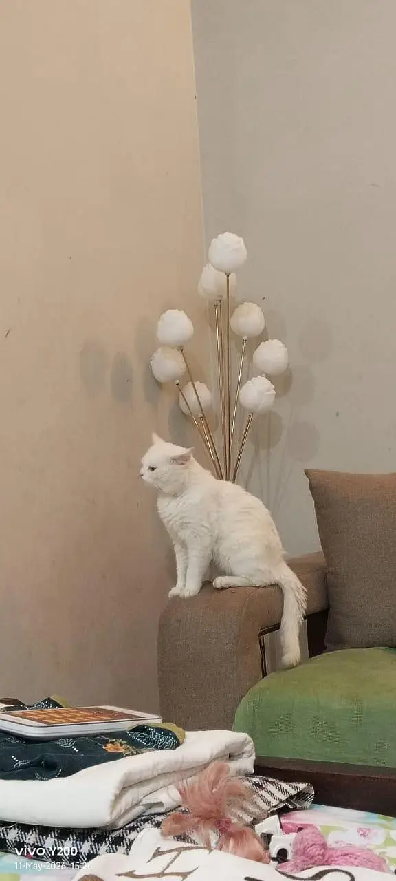 White Persian cat for sale — photo 5