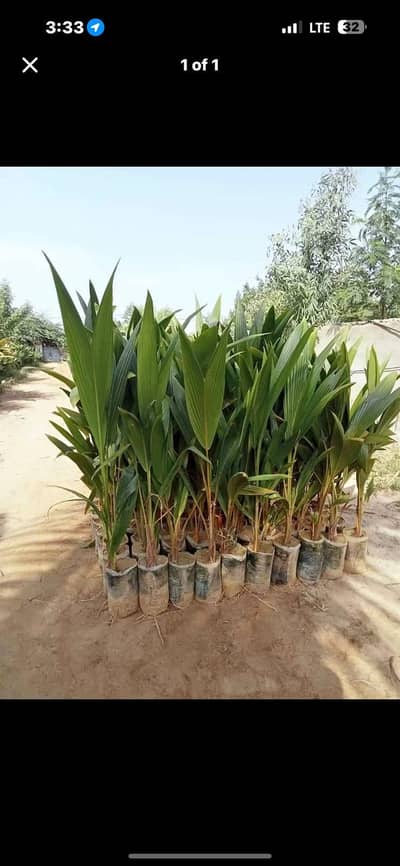 coconut plants for sale