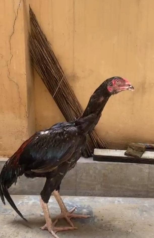 aseel murga patha 8