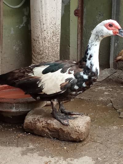 Pied Muscovy Duck Female & Mallard Duck Male