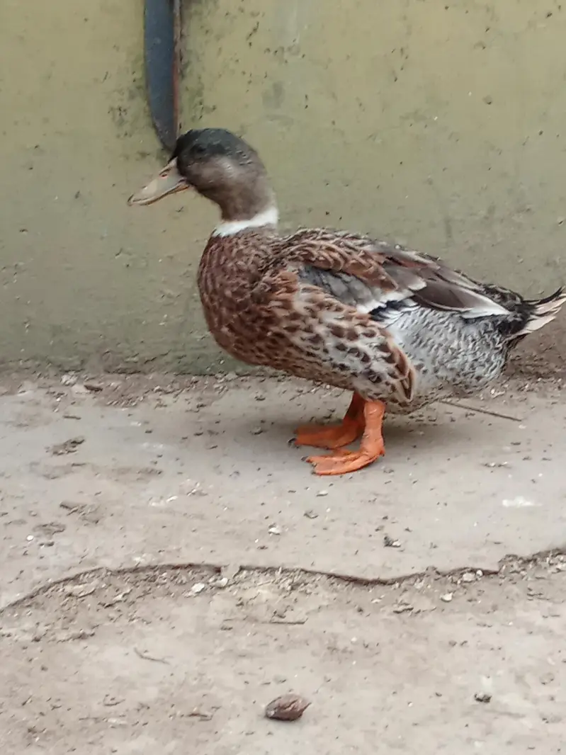 Pied Muscovy Duck Female & Mallard Duck Male — photo 2