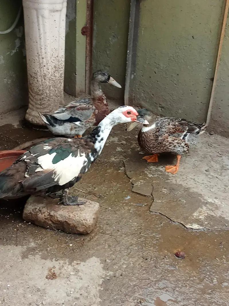 Pied Muscovy Duck Female & Mallard Duck Male — photo 3