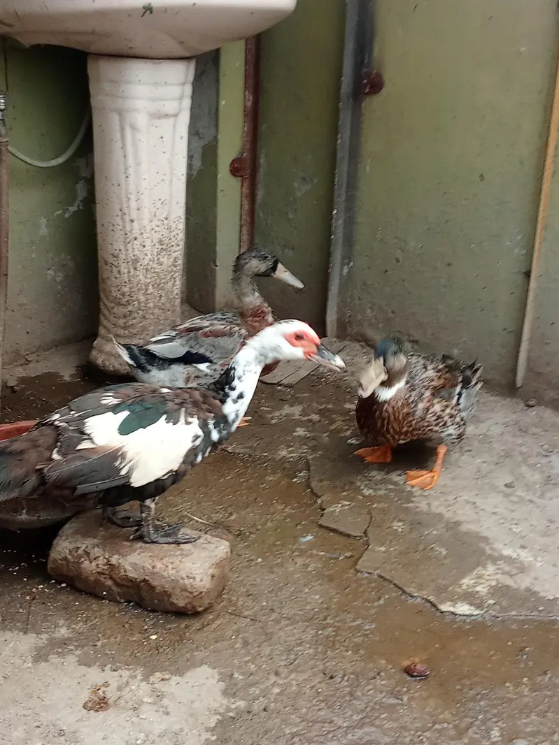 Pied Muscovy Duck Female & Mallard Duck Male — photo 4