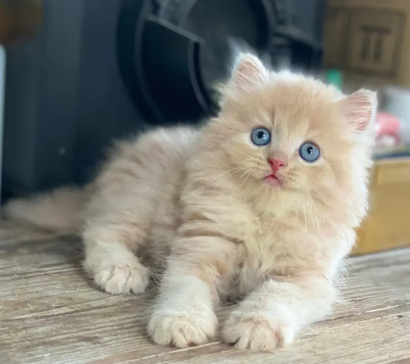 Persian kittens  whstp// 03704///602310/// — photo 3