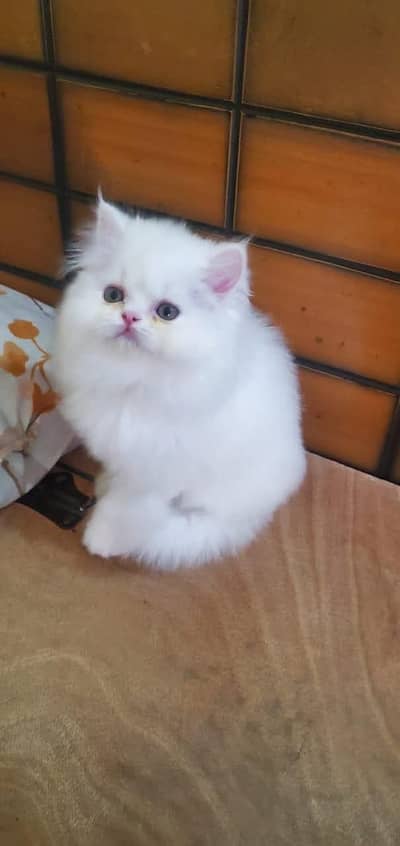 Persian kittens  whstp// 03704///602310///