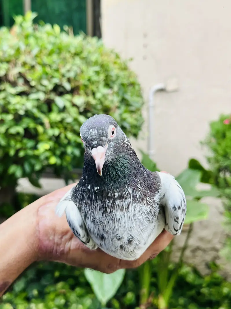 Kamager and dubwala male — photo 4