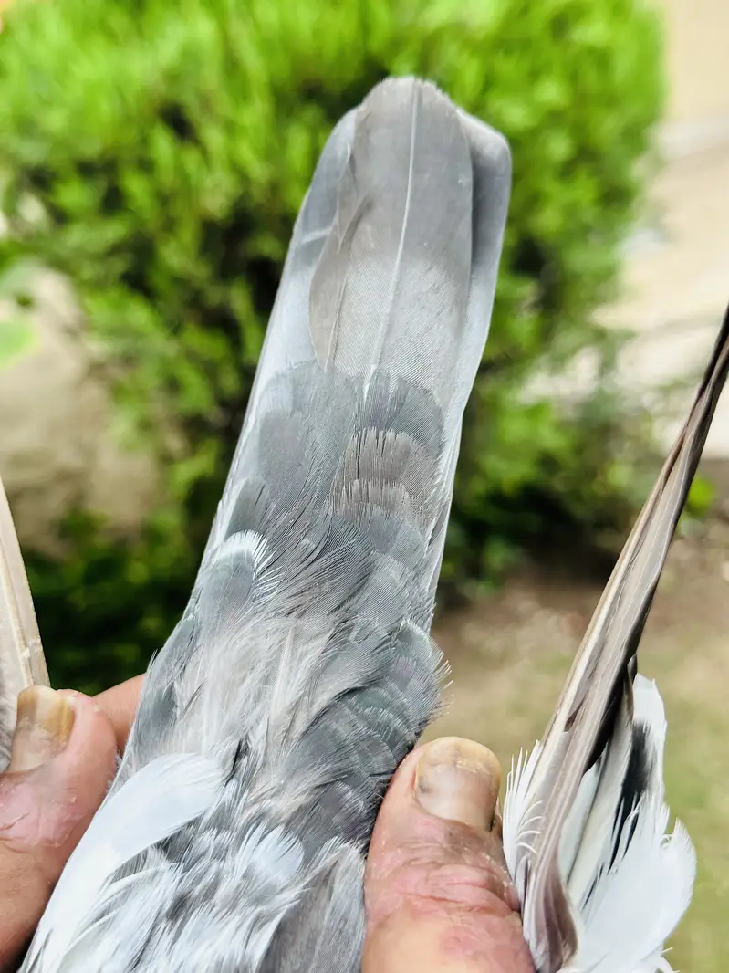 Kamager and dubwala male — photo 5