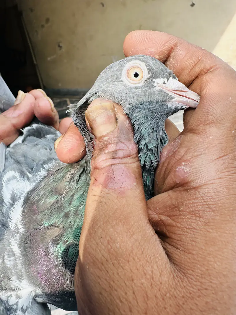 Kamager and dubwala male — photo 6