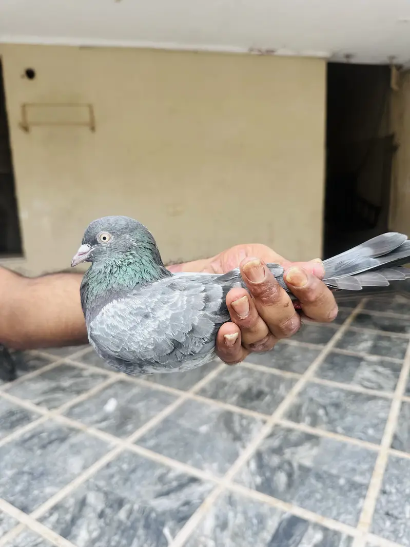 Kamager and dubwala male — photo 9