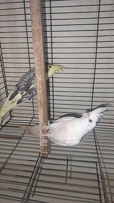 Good pair of healthy birds