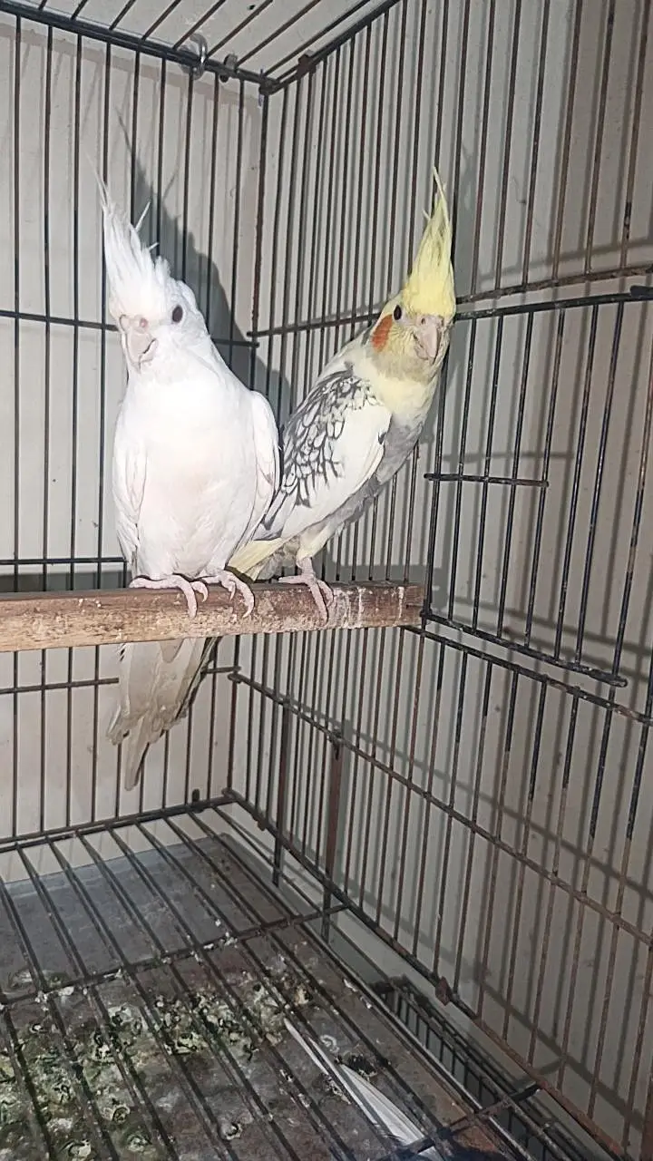 Good pair of healthy birds — photo 2