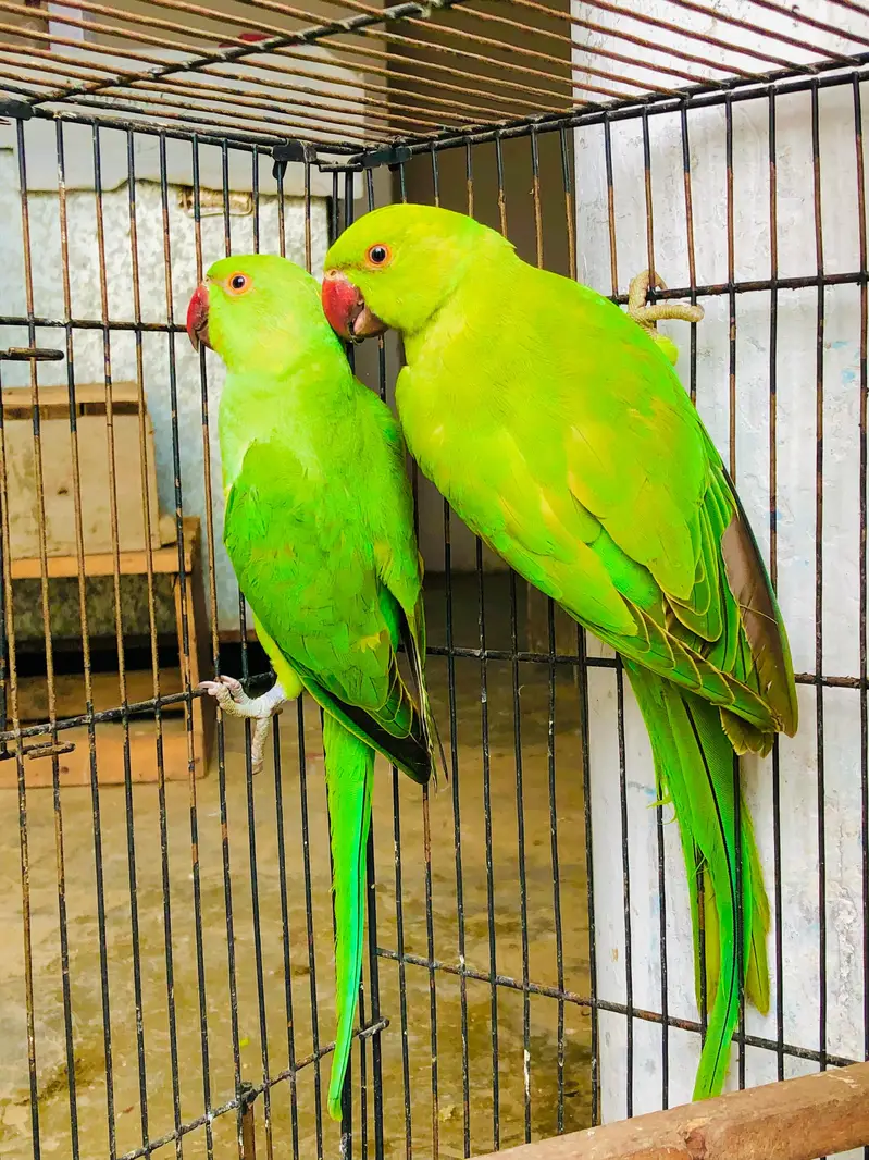Green Ringneck Young pair Available — photo 2