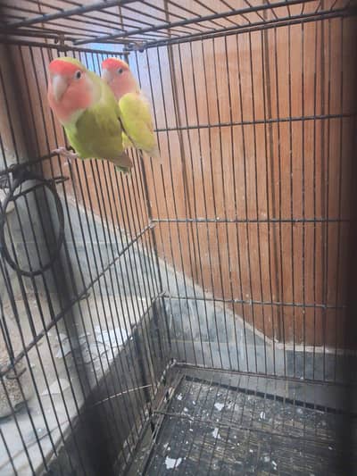 A beautiful pair of love bird
