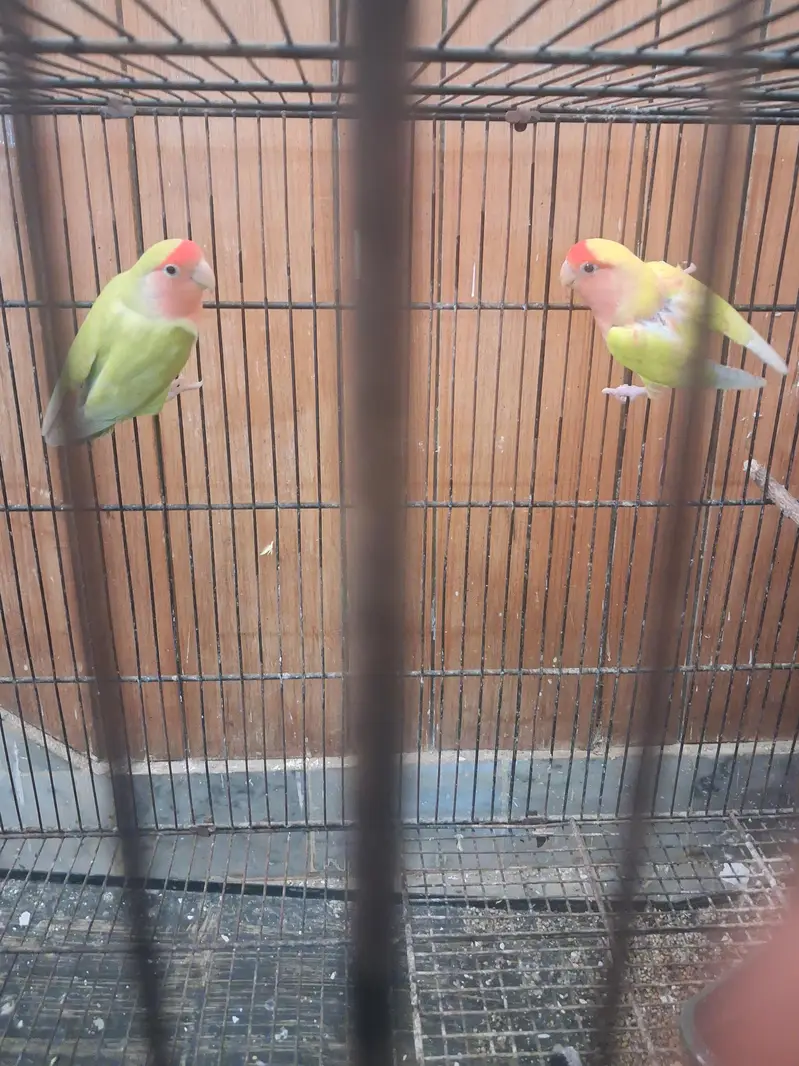 A beautiful pair of love bird — photo 2