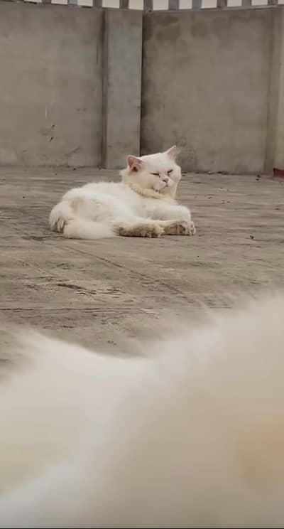 Male cat Persian price 12k final 10k Whatsapp 03283743086