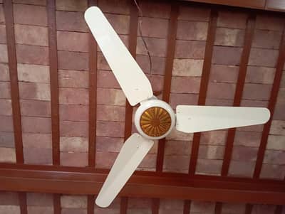 New Fan
