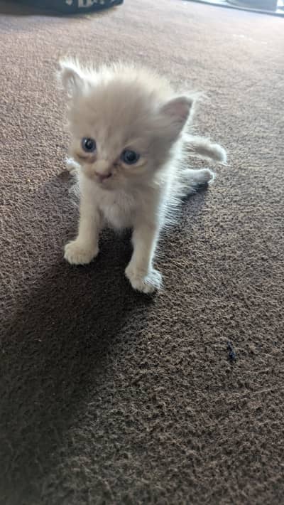 cat for Sale
