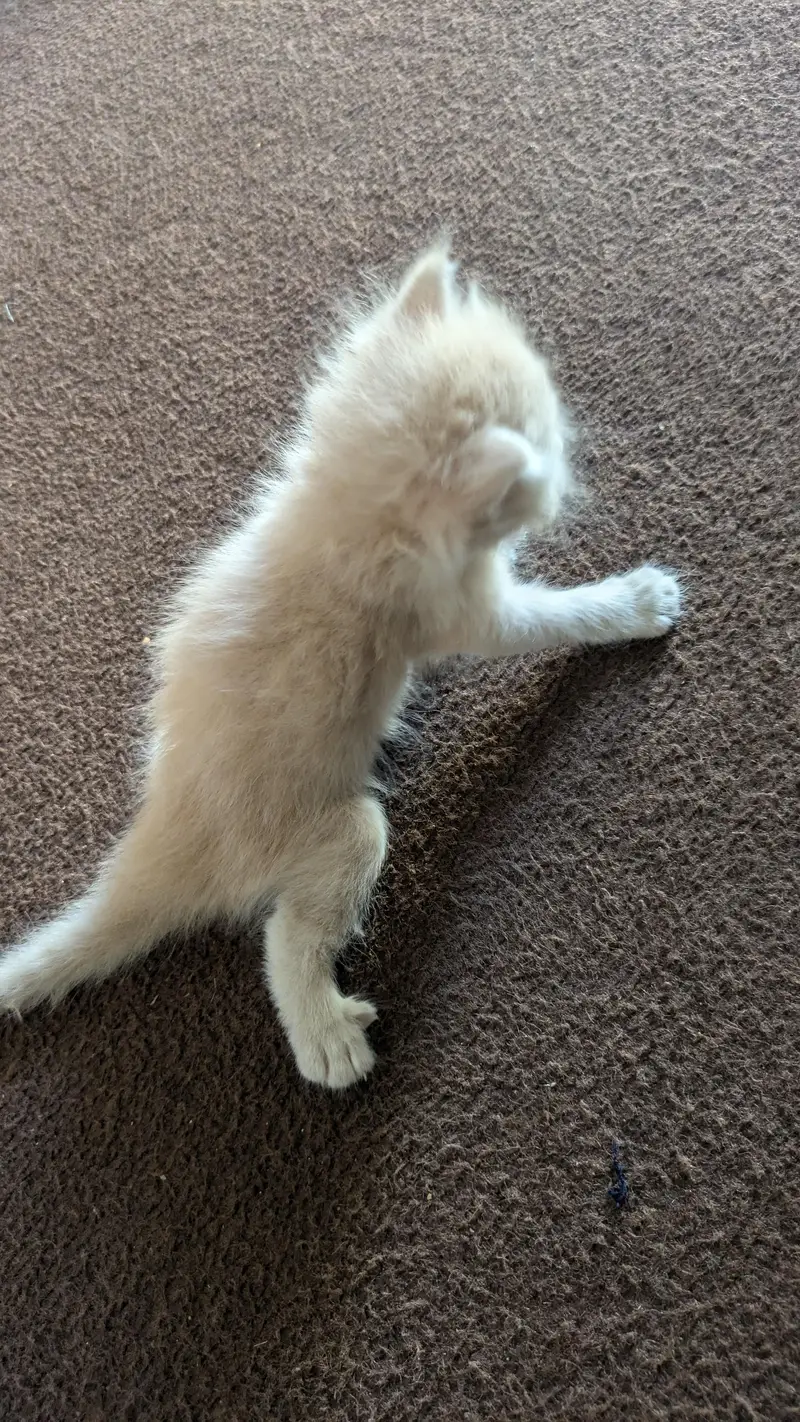 cat for Sale — photo 2